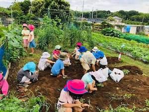 じゃがいも堀りの様子