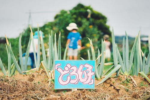 畑で野菜を育てるどろん子の活動