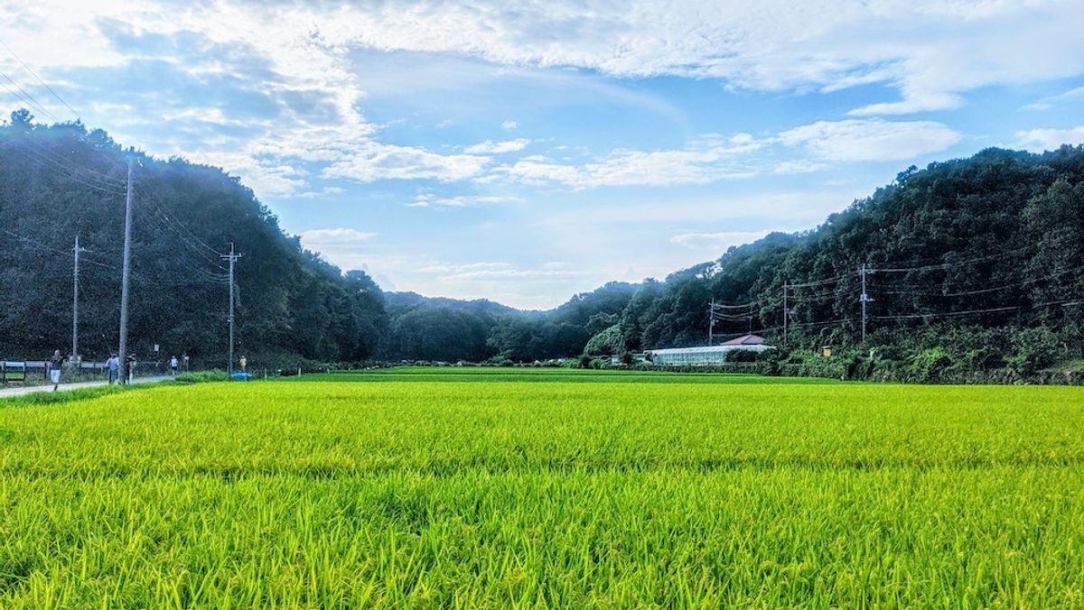寺家ふるさと村の記事画像